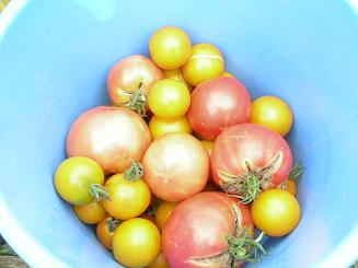 トマトの収穫.JPG