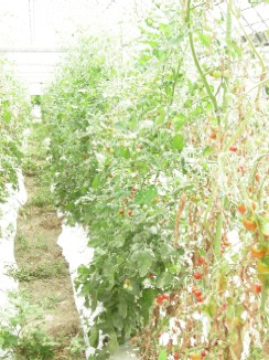 トマトの整列.jpg