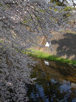 夙川の桜.jpg