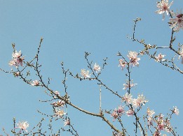 春の花.jpg